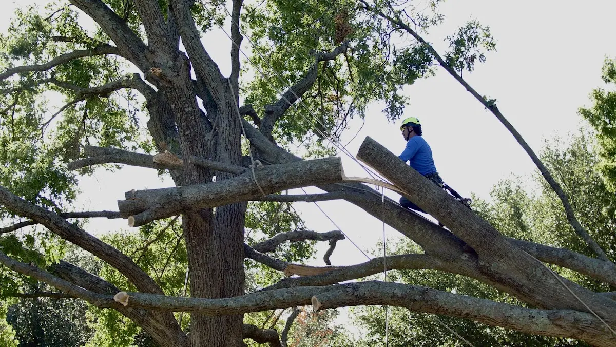 Professional Hazardous Tree Removal performed by certified arborists in Little Rock Air Force Base