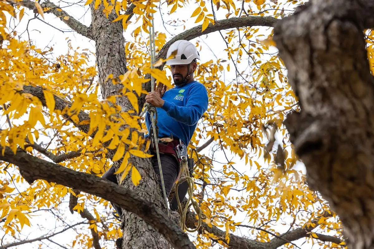 Skilled Tree Planing crew working in Little Rock Air Force Base